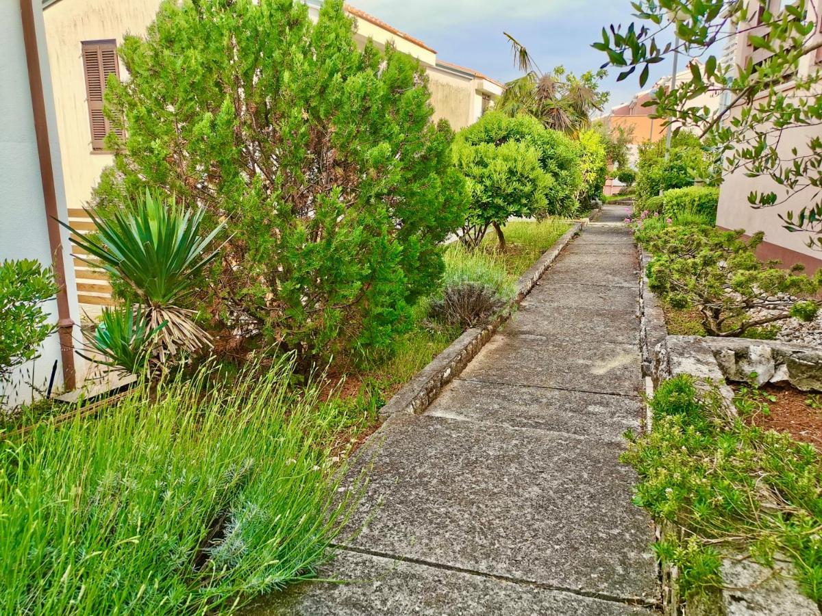 לאבין Lavandula מראה חיצוני תמונה