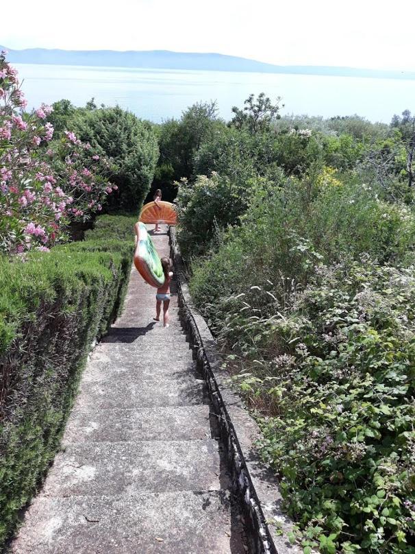 לאבין Lavandula מראה חיצוני תמונה